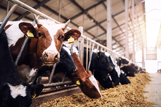Agricultural waste